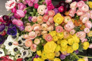 Ranunculus in soft pink
