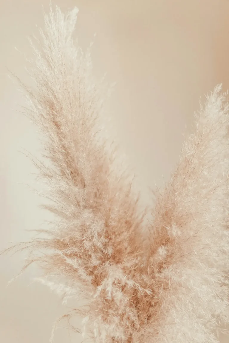 Blush pampas grass